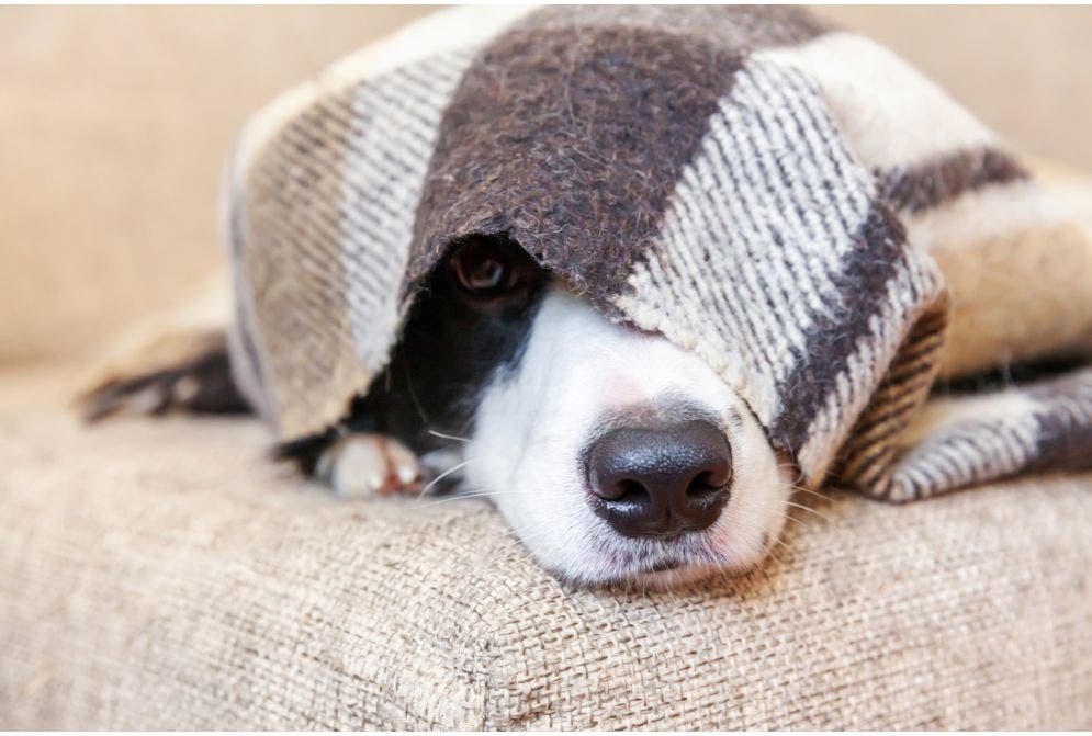 Cachorro e réveillon: como reduzir o impacto dos fogos de artifício para os pets