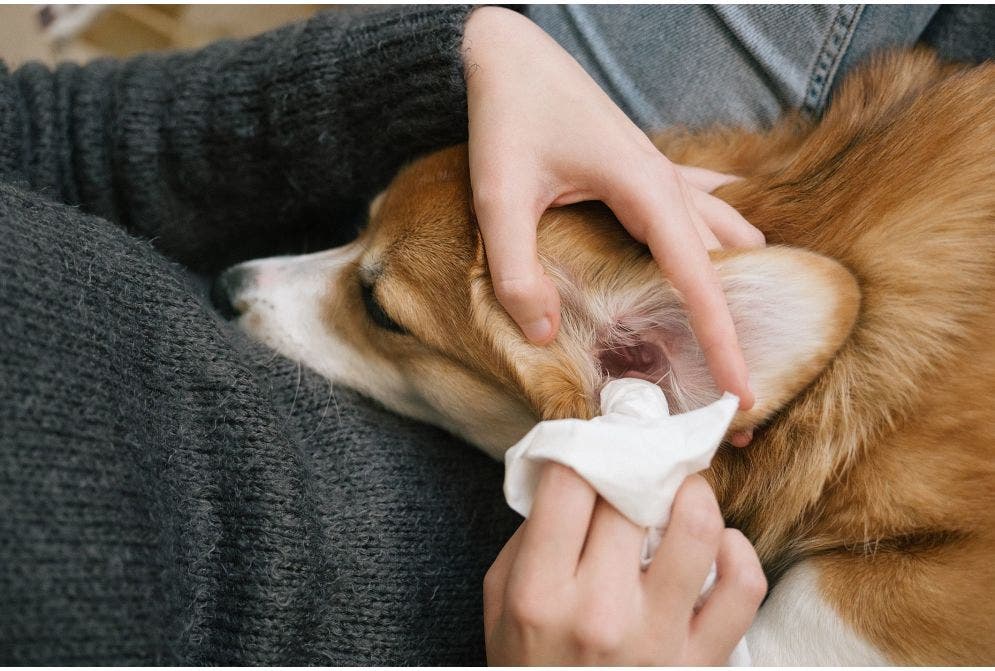 Pó otológico: o que é e qual a função para seus pets